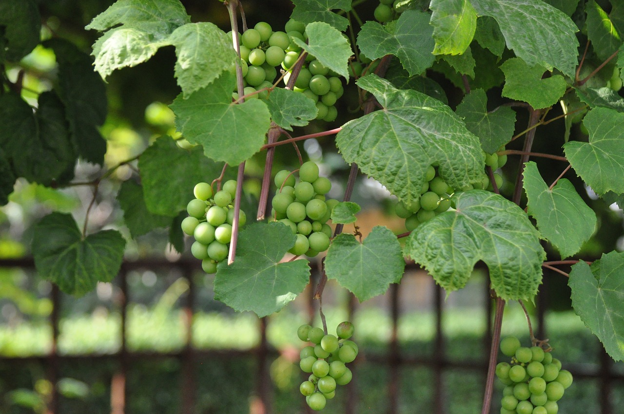 grapes-2890351_1280